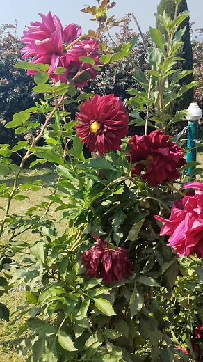 965K views · 58K reactions | Wonderful flowers #view #nature #beauty | Explore Mountain | Facebook