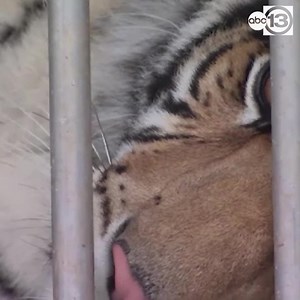 120K views · 2.2K reactions | Bye, bye India!  The 9-month-old tiger was loaded up onto a trailer this morning and is on his way to a ranch in North Texas to spend the rest of his life with other tigers. Here's is what the director of the sanctuary said India can look forward to at his new home. https://abc13.com/10643936/ | ABC13 Houston | Facebook