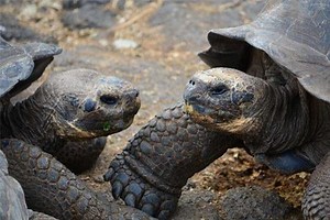 Weather & Climate of the Galapagos Islands - Galapagos Insiders