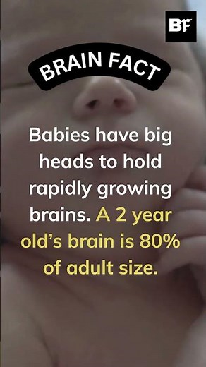 The Fascinating Science of Infant Brain Development
