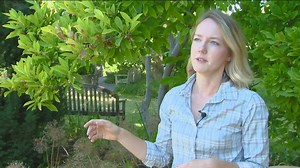 You Can Grow It: Tree issues with the plant doctor