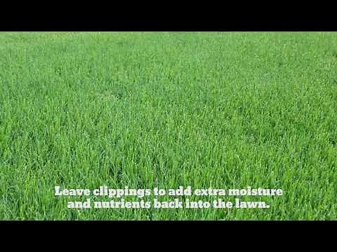 Myth Busters – Removing Grass Clippings is Best for Your Lawn