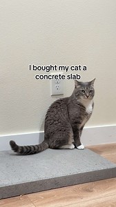 Cat Enrichment Ideas: Fun Ways to Entertain Your Feline