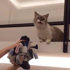 12K views · 669 reactions | Eww! Go wash your stinky socks, hooman! (Turn on sound to hear her meow) | Littlemunchiepooky | Facebook