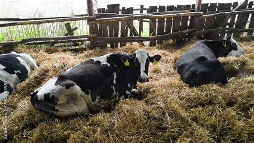 Holstein-Friesian dairy cattle lying comfortably in a farm enclosure, illustrating livestock management