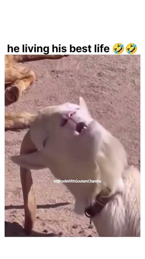 he living his best life 🤣#memes