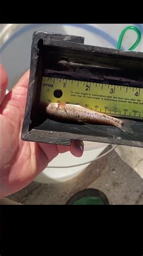 Measuring — Up Close 🐟📏