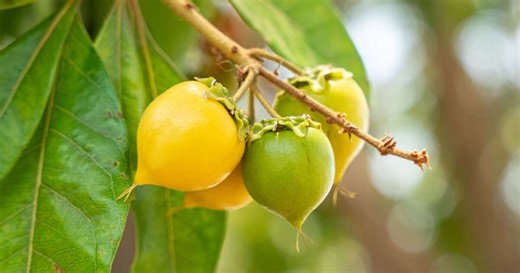5 benefícios da fruta murici para a saúde e como incluí-la na dieta