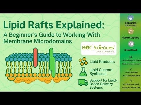 Lipid Rafts Explained — A Beginner’s Guide to Membrane Microdomains — BOC Sciences