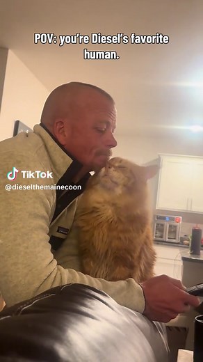 Diesel the Maine Coon's Adorable Attention Seeker Moments