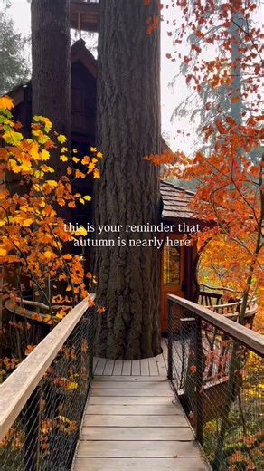 Treehouse Point on Instagram: "Autumn at Treehouse Point is a different level of MAGIC & here’s why 😍🎃👇 🍁 Rain drumming on the treehouse windows & roof tops 🍁Festive fall pastries made by our talented chefs 🍁 Warm hot chocolate and tea on the treehouse balconies, overlooking the autumn leaves 🍁 Foggy morning walks through the treehouse forest trails 🍁Cozy fires in the lodge We can’t wait to share Treehouse Point with you this fall ☺️🌲 #washington #treehouse #autumn #getaway #cabin #fore