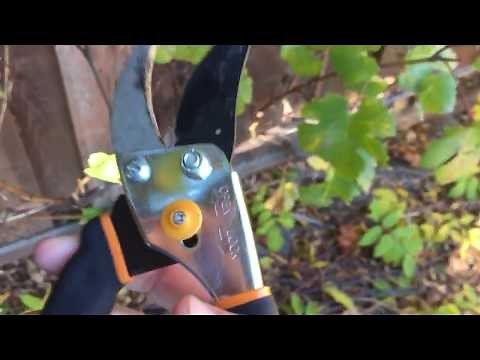 How to Trim Backyard Grape Vines - Year 2