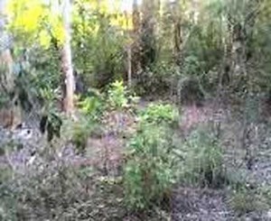 Nitrocellulose detonation