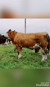 1.8K views · 28 reactions | Irish Farmers Journal Tullamore Farm are holding their annual breeding heifer sale tonight at Central Auctions Roscrea. We caught up with farm manager Shaun Diver on a wet August day to see why they chose to use Dovea Genetics sires on the farm  #DoveaGenetics #suckers | Dovea Genetics | Facebook