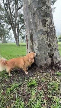 犬の留守番 何時間なら平気？（字幕あり）