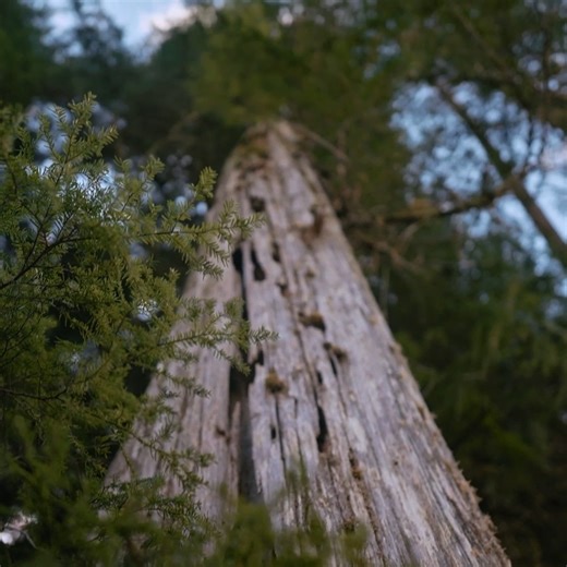 When one tree starts tipping the wrong way... 😅🌲 #TheLastWoodsmen | Discovery