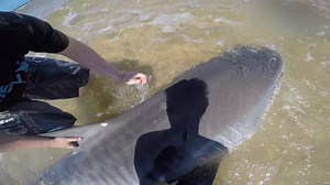 Get a taste of the Landbased Shark Fishing in Australia with this awesome video from #BullbusterAmbassador Aaron Gliddon from team Sharking Down Under! | Bullbuster