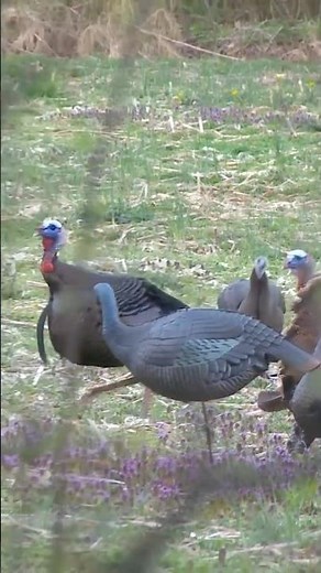 Bo Bryan calls in his FIRST TURKEY 🦃💥