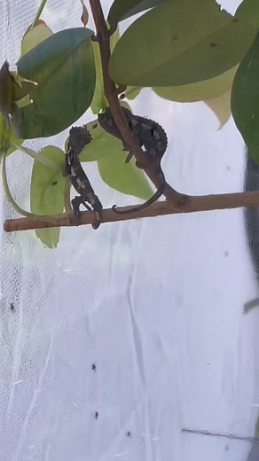 Baby chameleon eating fruit flies #jacksonchameleon #babychameleon #chameleon #chameleons | Sage Discovery