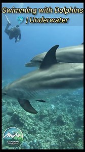 Swimming with Dolphins 🐬 | Underwater Paradise in 4K | Relaxing Ocean Vibes | ScapeSnaps