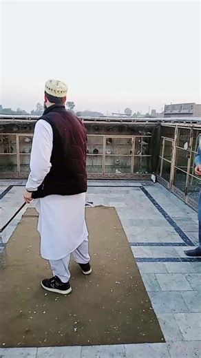 Ultimate Guide for Pigeon Lovers: Care and Tips