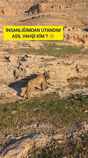 Vicdanı Olan İzlesin BEN UTA.NDIM 🥺#hayvanlar #kurt #esirkurt #animals #emek #esaret #hayvanlaralemi