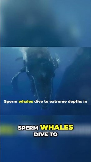 Epic Underwater Battle: Sperm Whales vs. Giant Squids