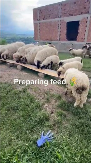 Preparing feed and feeding hungry sheep 🐑🌾 farm life