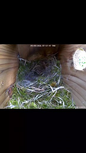 Its time to name the birds!! Find the poll in youtube under the bio ! #fyyyy #nature #nestbox