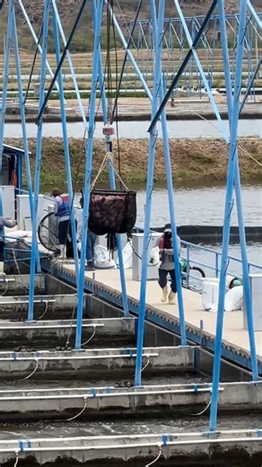 Tilapia harvested from an In-pond Raceway System (IPRS) in Neiva, Colombia. | Aquaculture Magazine