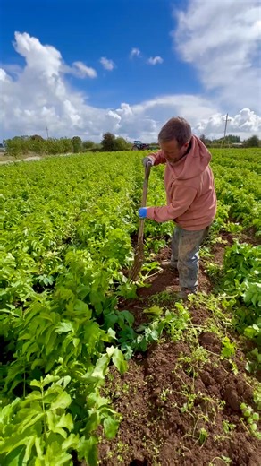 26K views · 995 reactions | We are more than just organic veggies!...