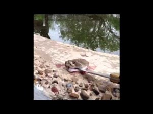 Beheaded Rattlesnake Still Bites