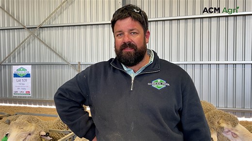 'Good times ahead' for Glenlea Park Poll Merinos