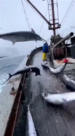 What?! Swordfish explosion?! 🗡️🌊剣魚大爆発⁉️🫨황새치 폭발?! 😱 #shorts #viral