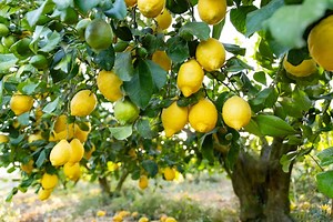 Plantation de citronnier, pas de fruits avant 2 à 3 ans : ce qu’il faut savoir pour accélérer la récolte