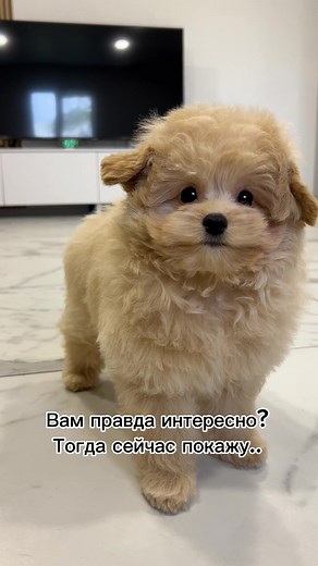 Обучение командам для собак породы помапу. Какие команды можно выучить? 🥹