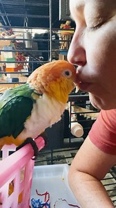 30K views · 1.8K reactions | Mama loves the Puffman. ❤️ #caique #parrots | Parrot Playhouse | Facebook