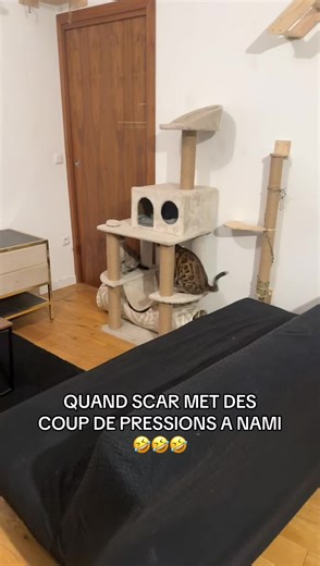 Scar et Nami : coup de pression hilarant