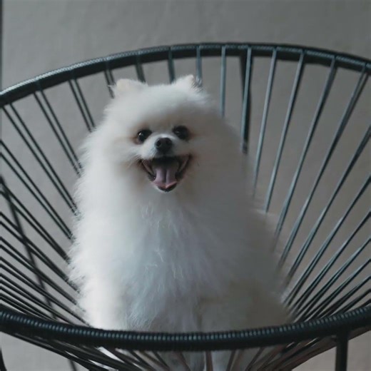 400年の物語が息づく篠山城下町に暮らすように泊まる｜【公式】篠山城下町ホテル NIPPONIA