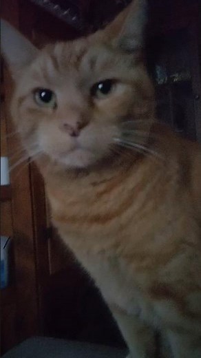 Thomas jumping in front of my computer screen #cat #short