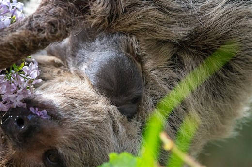 Scotland’s first-ever baby sloth born at Edinburgh Zoo