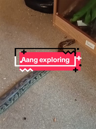 Aang the Burmese Python: A Reptile's Adventure