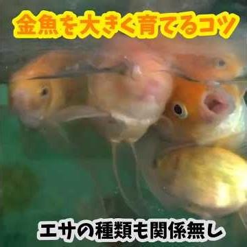 金魚を大きく育てる方法 巨大化のコツ