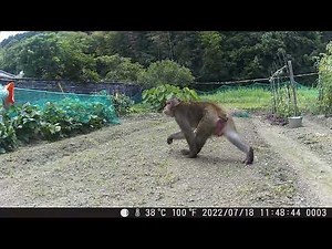 猿襲来！農作物がやられた。