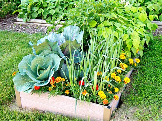 Here's How to Figure Out When to Plant Your Vegetable Garden