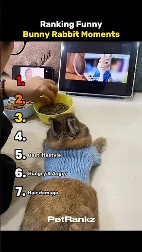 Ranking Funniest Bunny Rabbit Moments 🥰😭