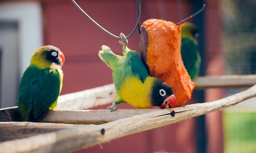 9 Things Lovebirds Like to Eat Most (Diet, Care & Feeding Tips)