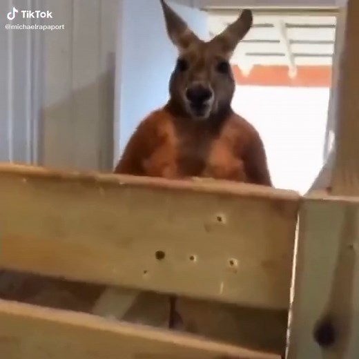 Kangaroo Trying to Fight Near House | Intense Encounter Caught on Camera