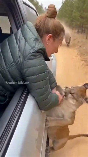 COUGAR vs. BOAR SWARM! 💥