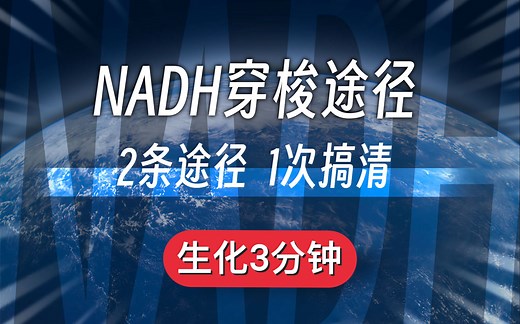 【生化3分钟】NADH穿梭途径｜2条途径 1次讲清｜生化考研必备